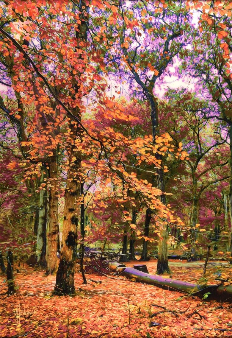 Tos Kostermans - Groenendaal Forest