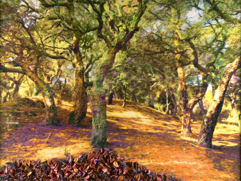 Tos Kostermans - Cork Trees In Provence
