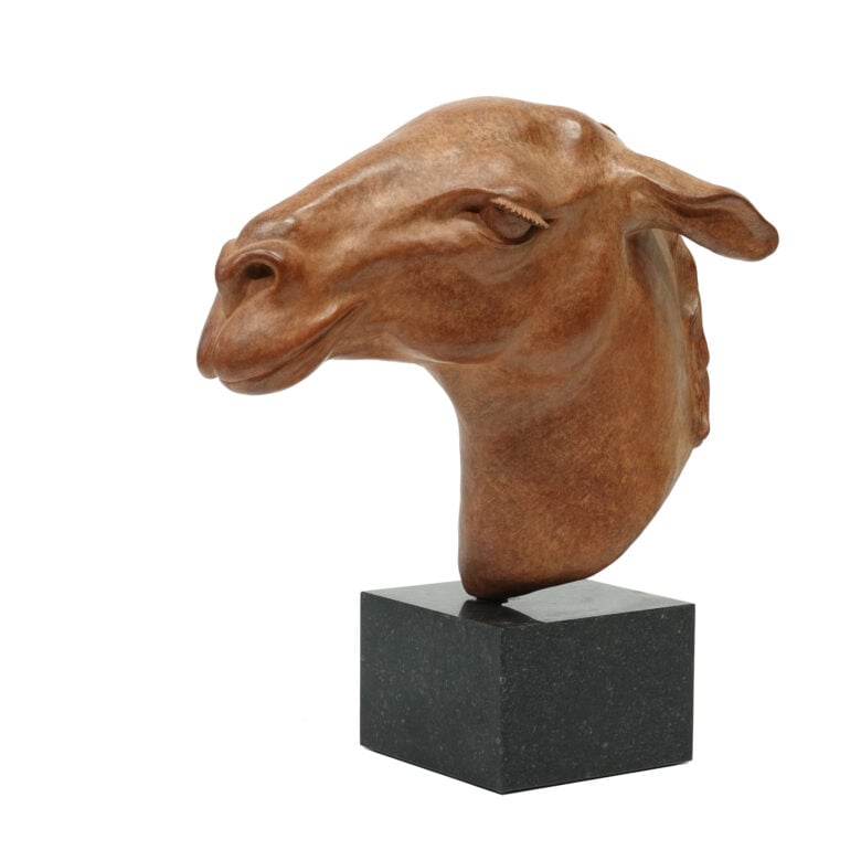 Renée Marcus Janssen - Guanaco